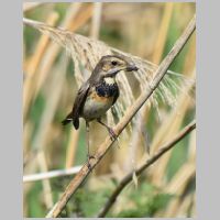 2018 2nd Steve Cload- bluethroat